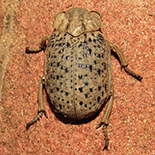 Omorgus species